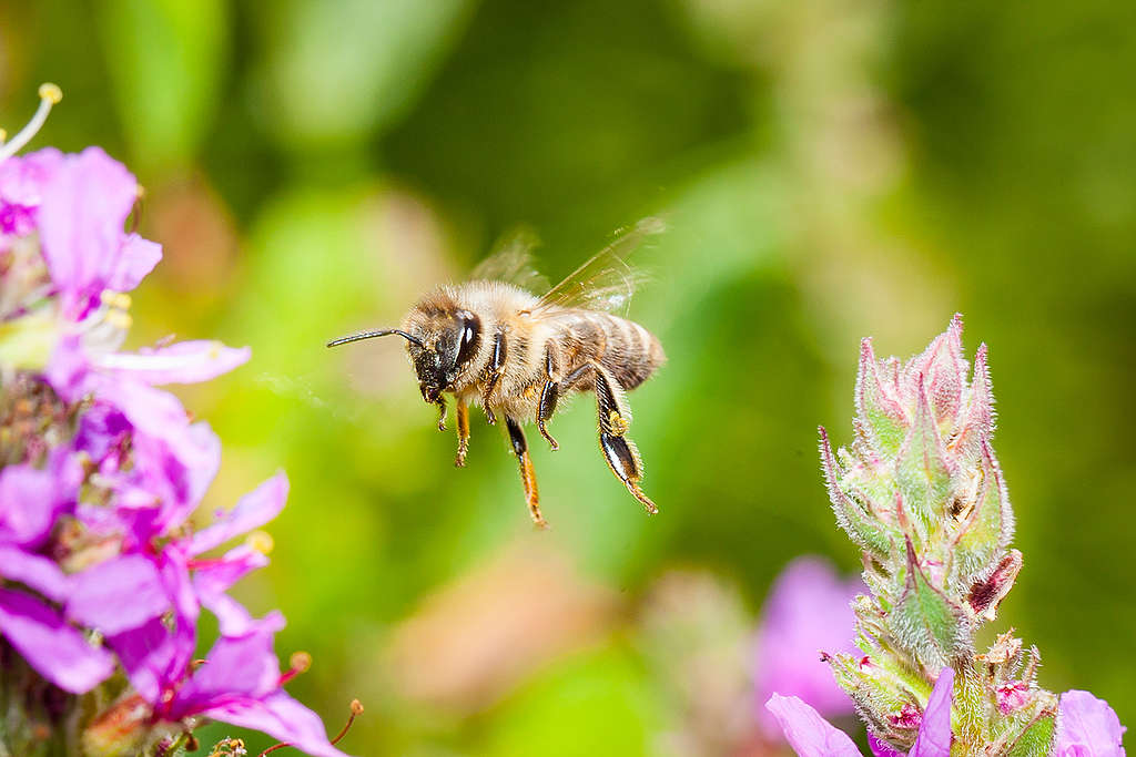 Bees on Blossoms in Germany. © Axel Kirchhof / Greenpeace