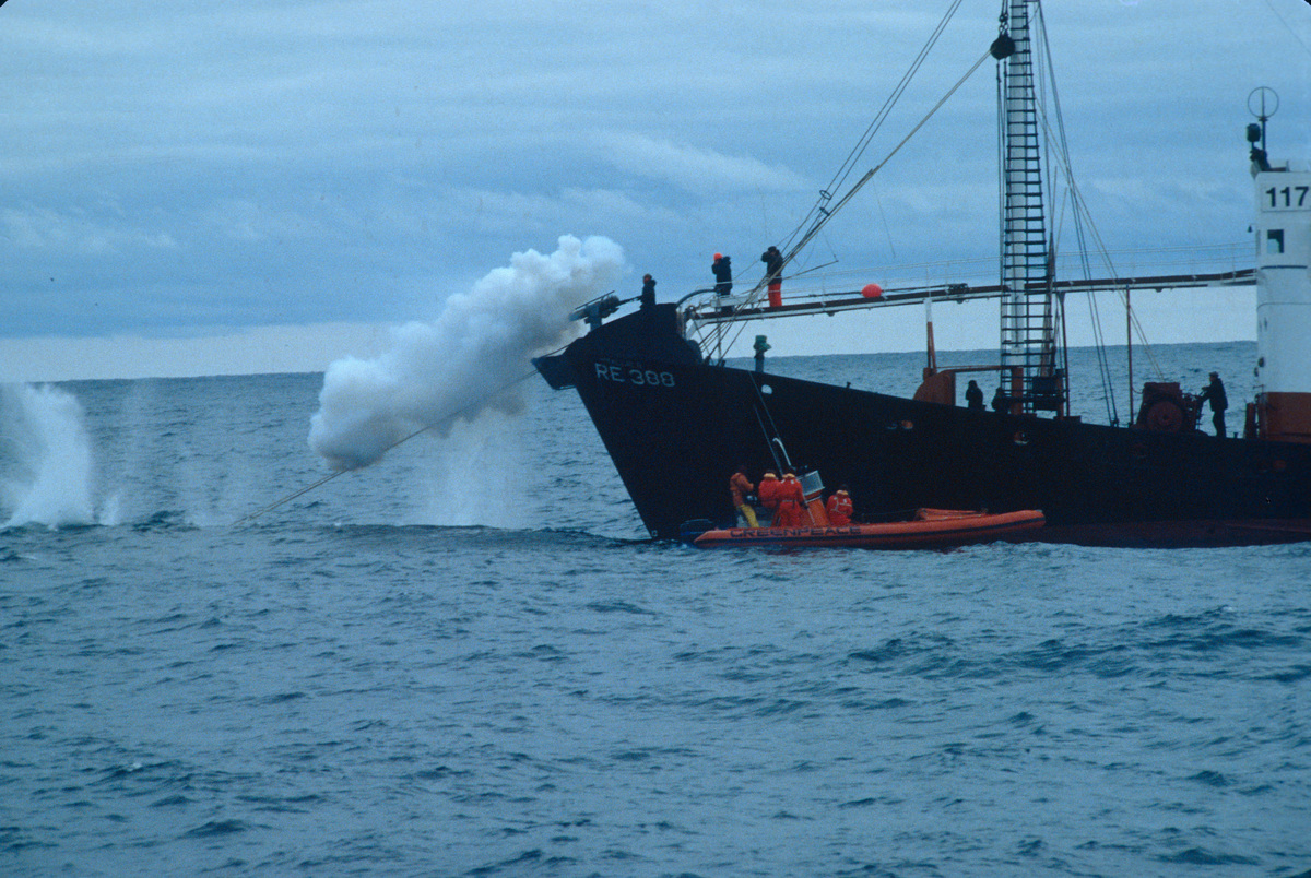 Icelandic Whaler Hvalur 8 fires Harpoon. © Greenpeace / David McTaggart