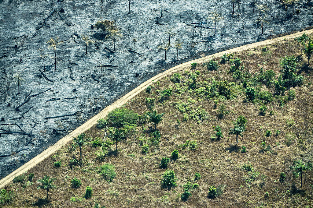 Deforestation in the Amazon Caused by Forest Fires. © Rogério Assis / Greenpeace