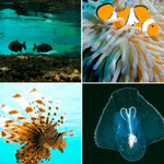 Zgodovinska priložnost za zaščito oceanov