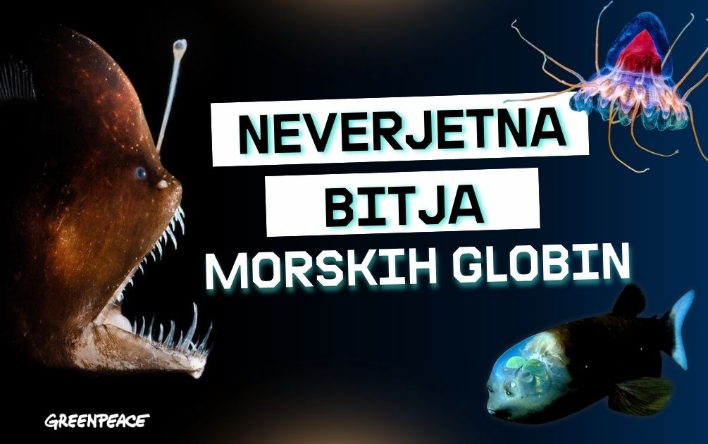 5 neverjetnih živali morskih globin