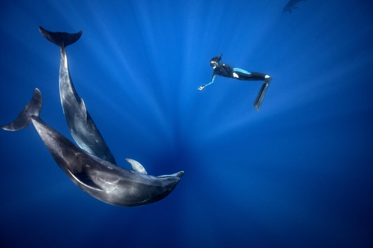 Amber Bourke swimming gracefully with bottlenose dolphins (Tursiops), Lord Howe Island. © Greenpeace / BRIDGET FERGUSON