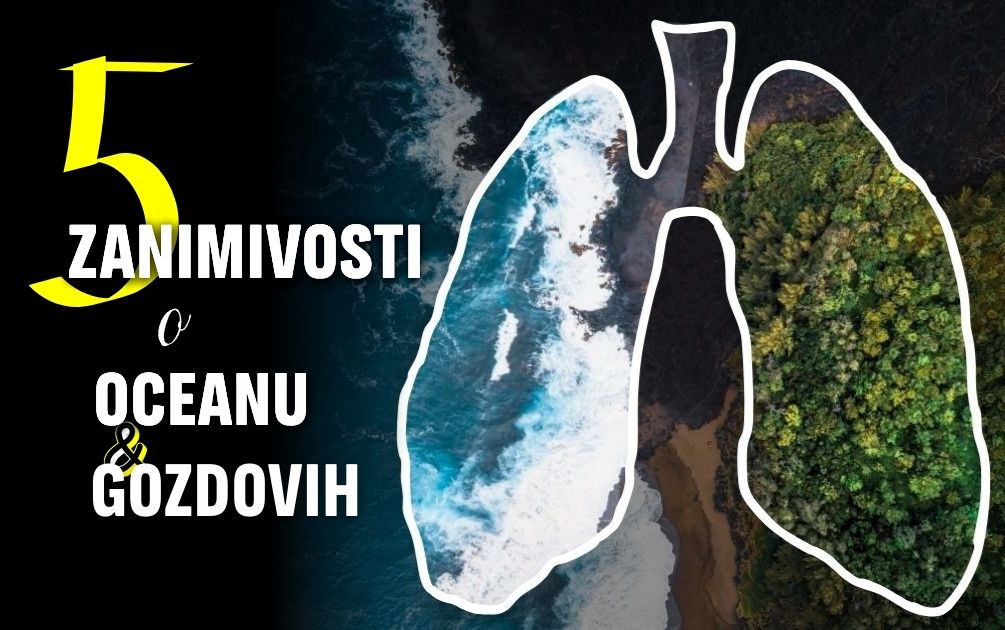 5 zanimivosti o oceanu in gozdovih!