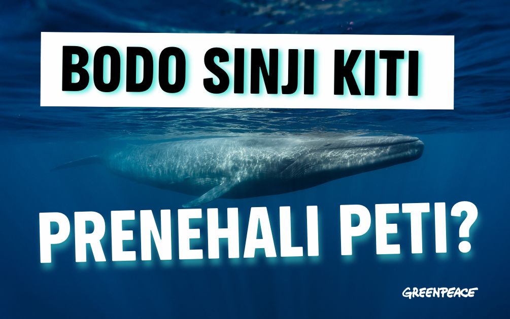Sinji kiti po vsem svetu vse redkeje pojejo
