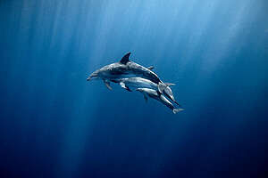 Bottlenose Dolphins (Tursiops) in the deep blue waters, 600 metres deep and located 15 kilometres off Lord Howe Island. © Greenpeace / BRIDGET FERGUSON