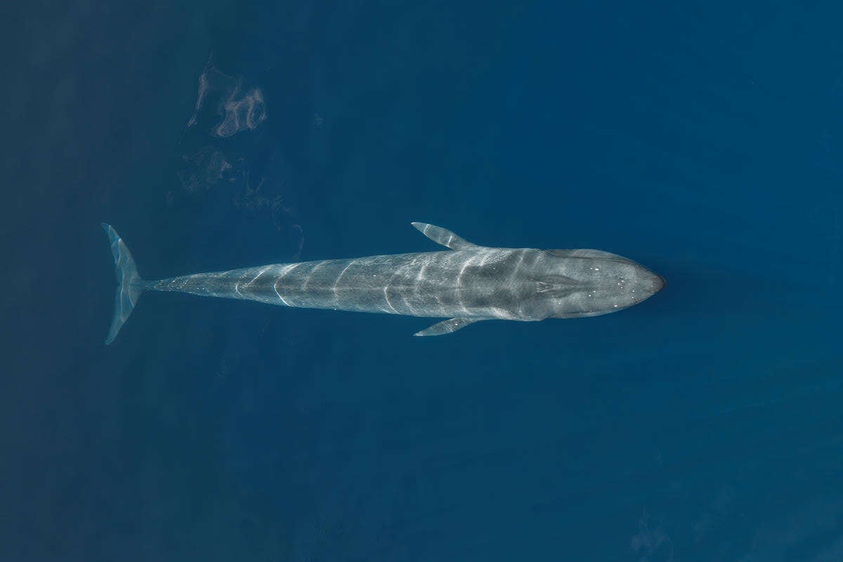 Birdseye view of a Blue Whale underwater in Indian Ocean. © Lewis Burnett / Greenpeace