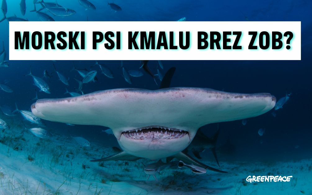 Morski psi izgubljajo ostrino: zakisanost oceanov razjeda njihove zobe