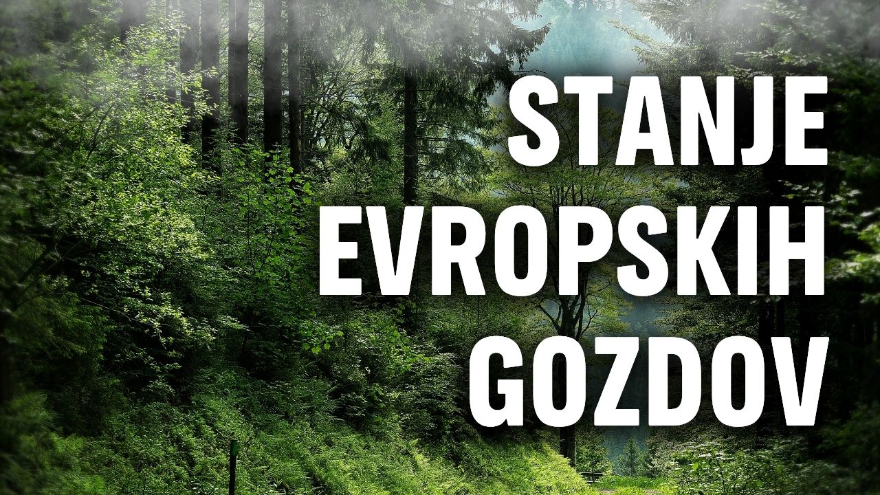Stanje gozdov v Evropi