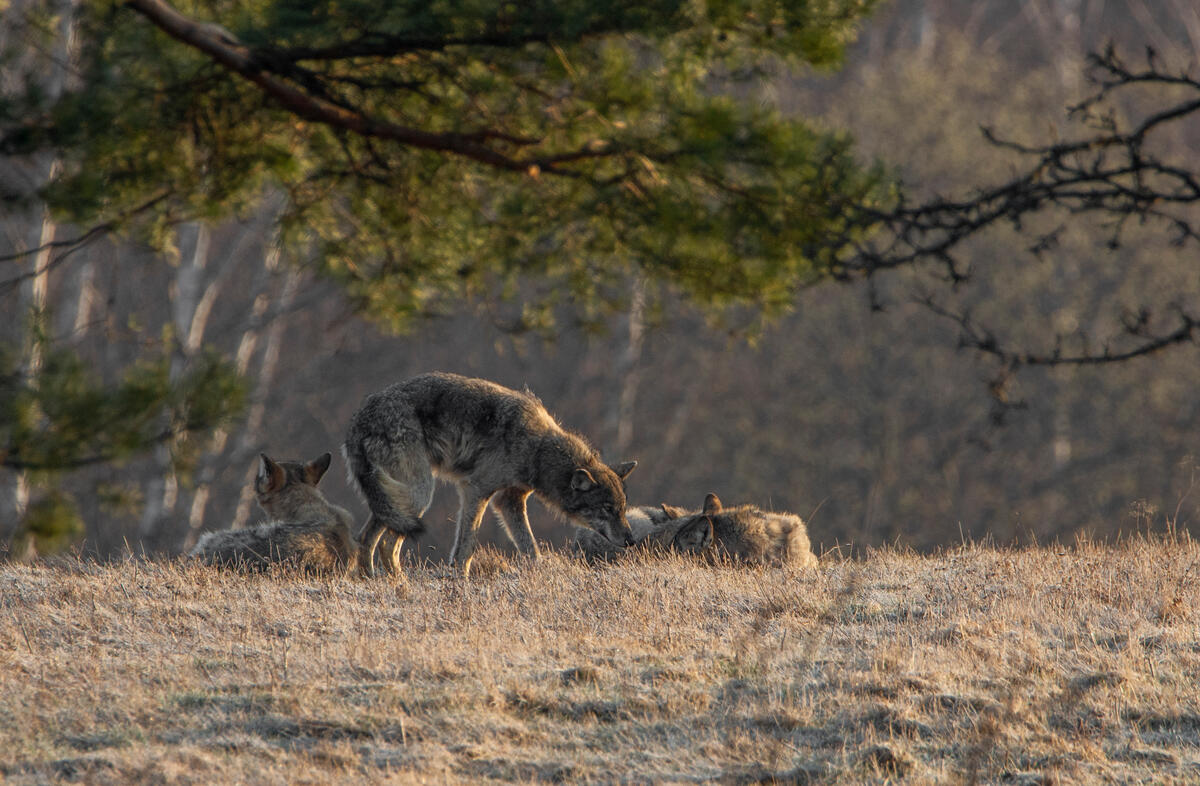 A family group of grey wolves in the Polish Carpathian forest.