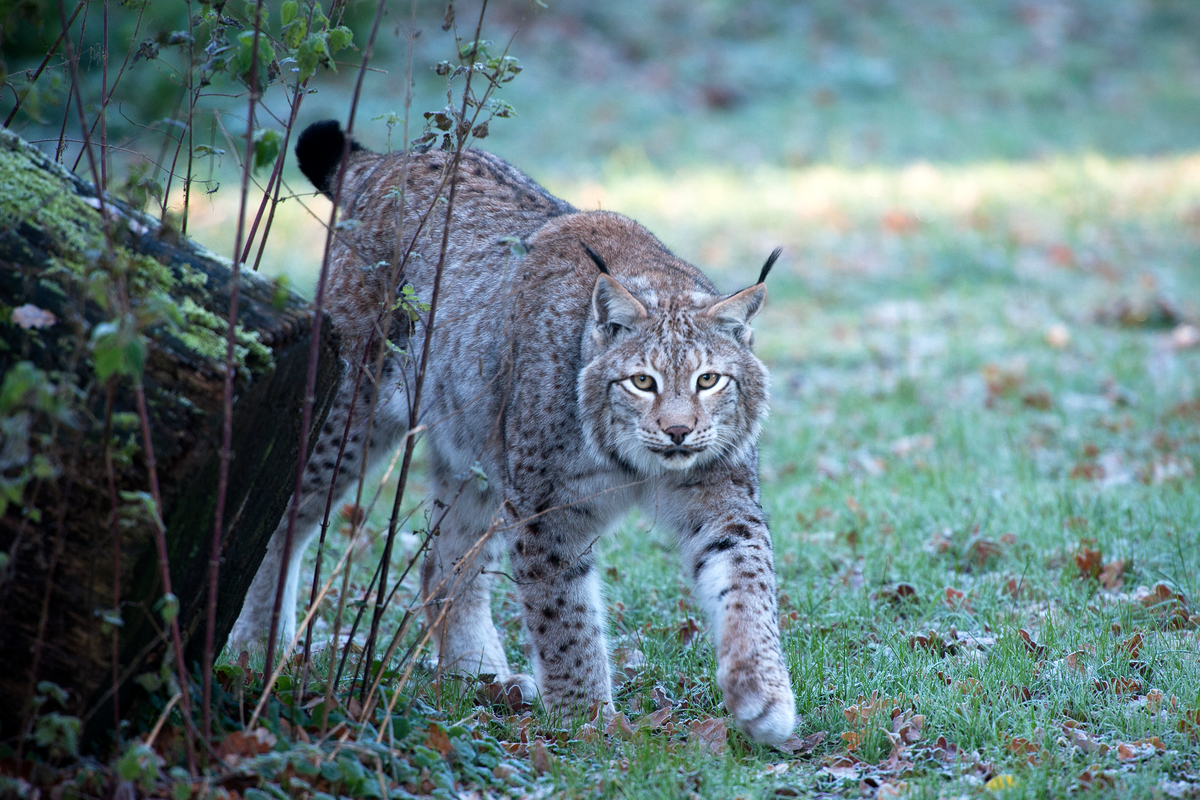 The rare lynx in the Wisentgehege game reserve in Springe.  Over 90 hectares of meadows and ancient trees are home to about 100 animal species – some of them are endangered. 
Wolf, lynx and brown bears are still rare animals in Germany. They need old growth beech forests as their natural habitat. Greenpeace demands the protection of old beech forests.