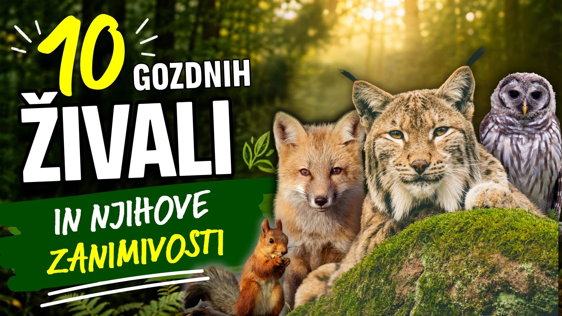 10 gozdnih živali in njihove zanimivosti