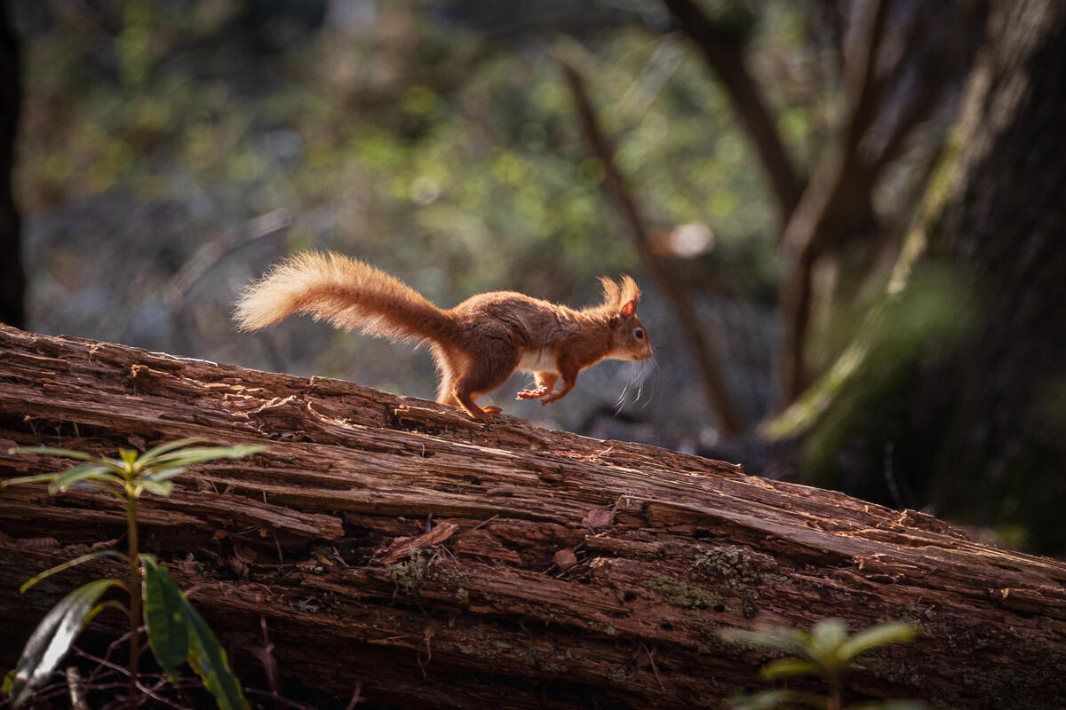 Red Squirrel spotted on Brownsea Island in the UK.