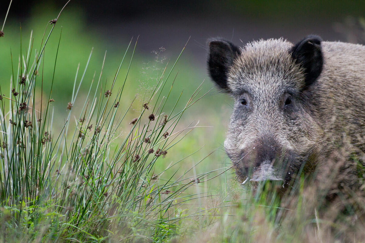 A wild boar.