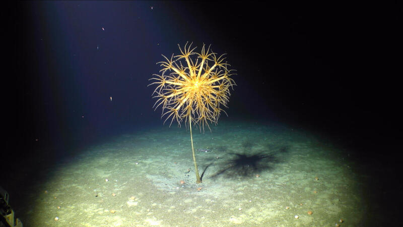Sea Pen at Boytsov Seamount, Atlantic Ocean