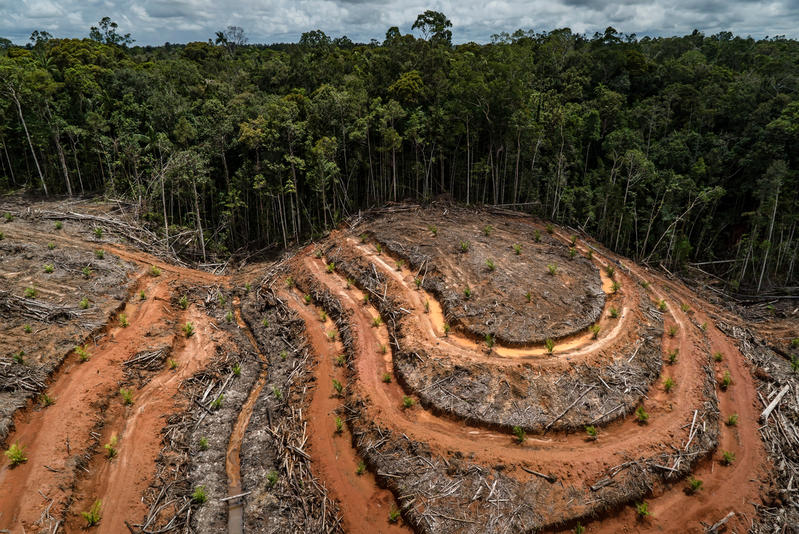 An aerial view of a large field of deforested land. Bulldozer tracks divide the area and fallen trees lie in different sections.