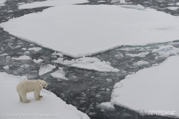 Polar Bear in the Arctic