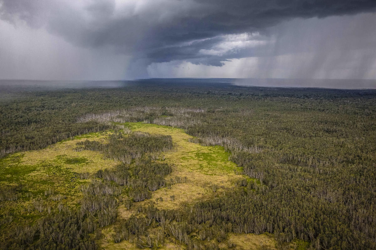 Forest in Southern Papua. © Jurnasyanto Sukarno / Greenpeace