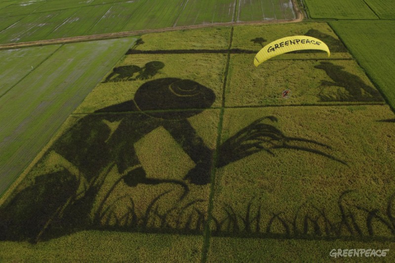 A rice art, which celebrates Thailand's rich rice heritage, is meant to remind governments to protect the regions most important food crop from the threats of genetic engineering. © Greenpeace / Athit Perawongmetha