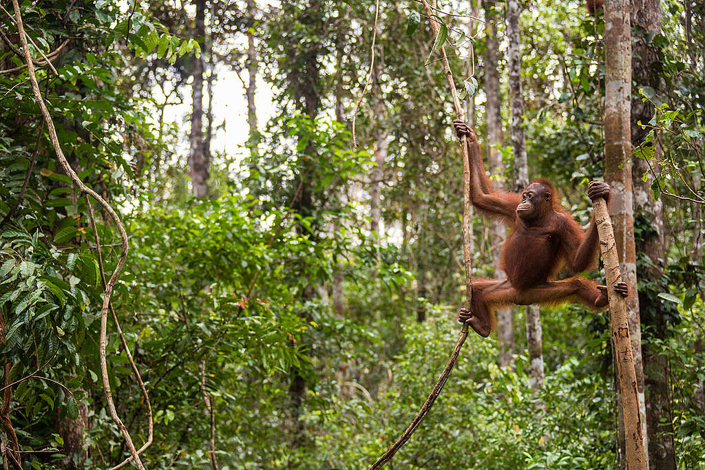 Orangutan at BOS Nyaru Menteng Orangutan Rescue Center in Indonesia. © Bjorn Vaugn / BOSF / Greenpeace