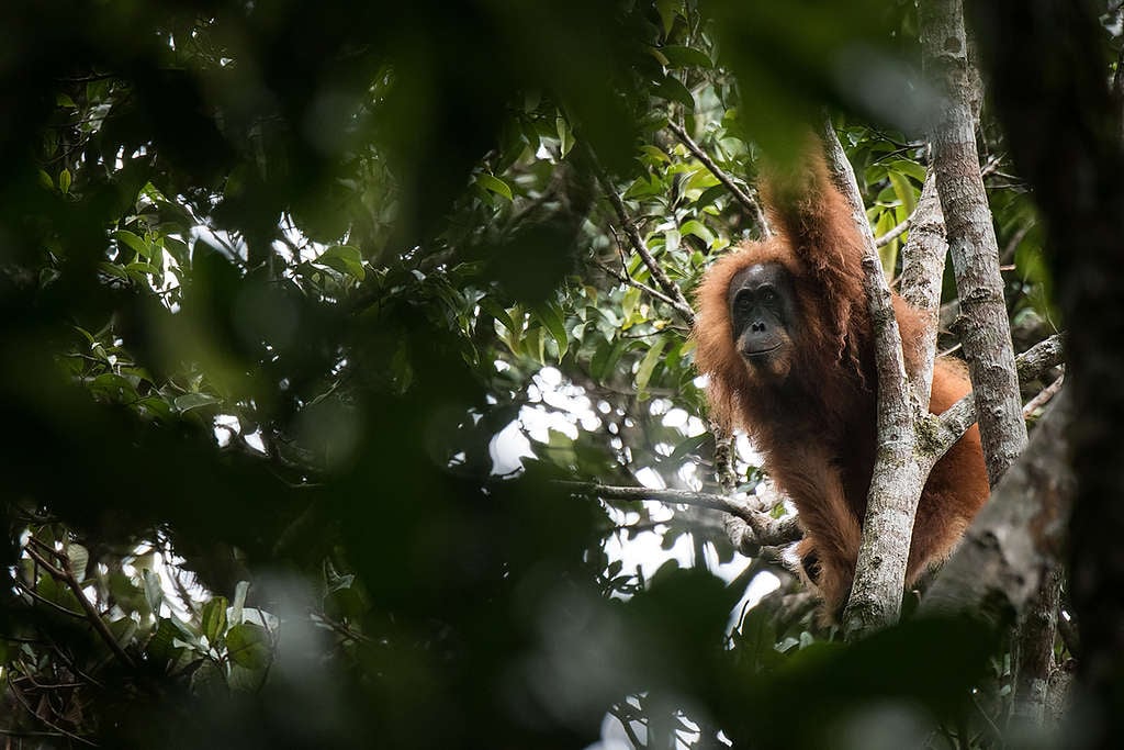 Pongo Tapanuliensis in Northern Sumatra. © Jonas Landolt / Sumatran Orangutan Conservation Programme / Greenpeace