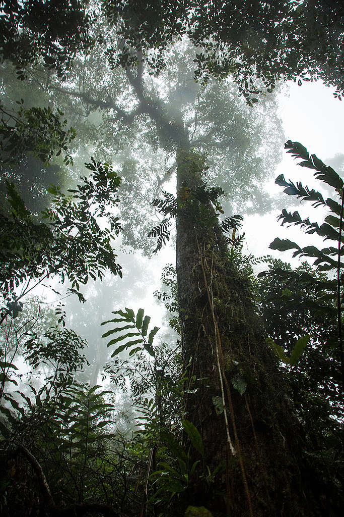 Huge Trees in Rainforest in Indonesia. © Nathalie Bertrams / Greenpeace Huge Trees in Rainforest in Indonesia. © Nathalie Bertrams / Greenpeace