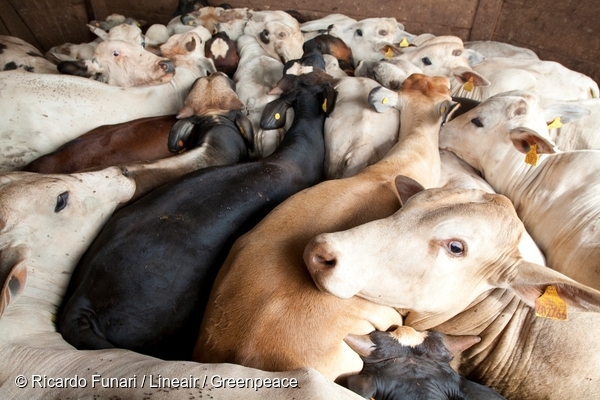 Livestock Farm in Brazil. 30 Mar, 2009 © Ricardo Funari / Lineair / Greenpeace