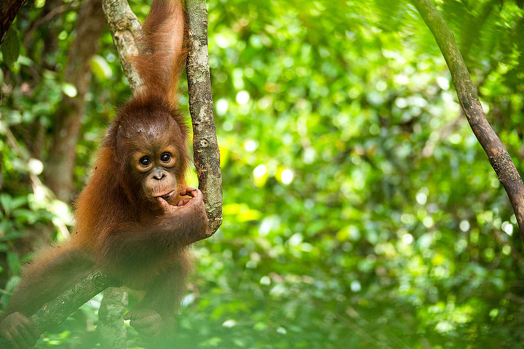 Orangutan at BOS Nyaru Menteng Orangutan Rescue Center in Indonesia. © Bjorn Vaugn / BOSF / Greenpeace