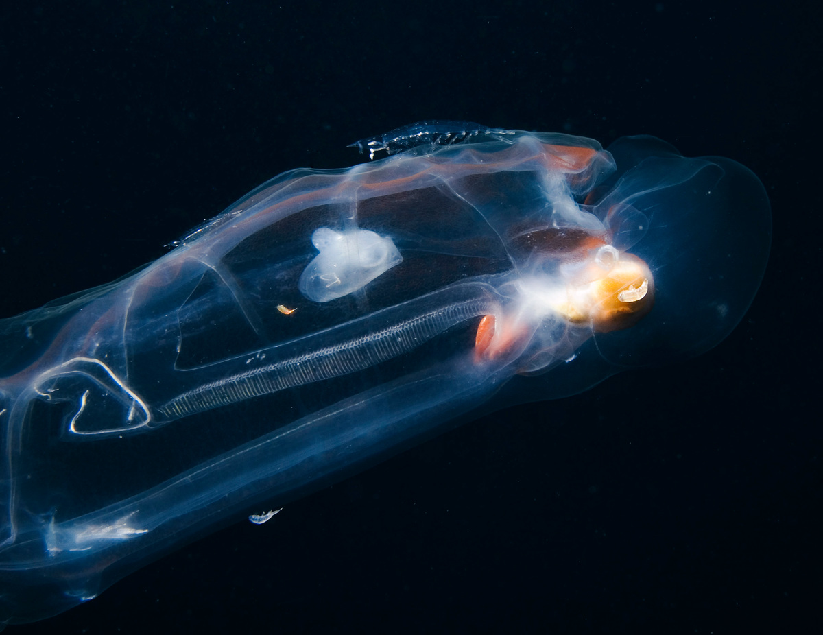 Deep Sea Life in the Azores. © Greenpeace / Gavin Newman