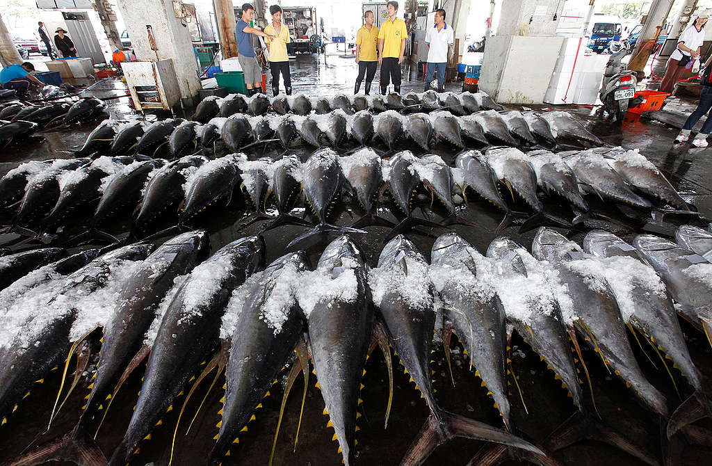 Tuna at Fish Market in Taiwan Greenpeace Southeast Asia