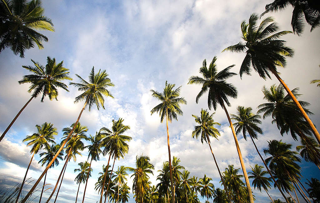 Coconut Palm Trees. © Greenpeace / Paul Hilton