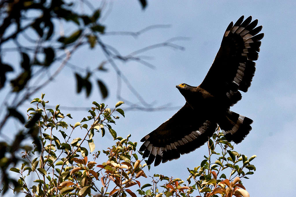 Eagle at Tanjung Puting National Park. © Ulet Ifansasti / Greenpeace Eagle at Tanjung Puting National Park. © Ulet Ifansasti / Greenpeace