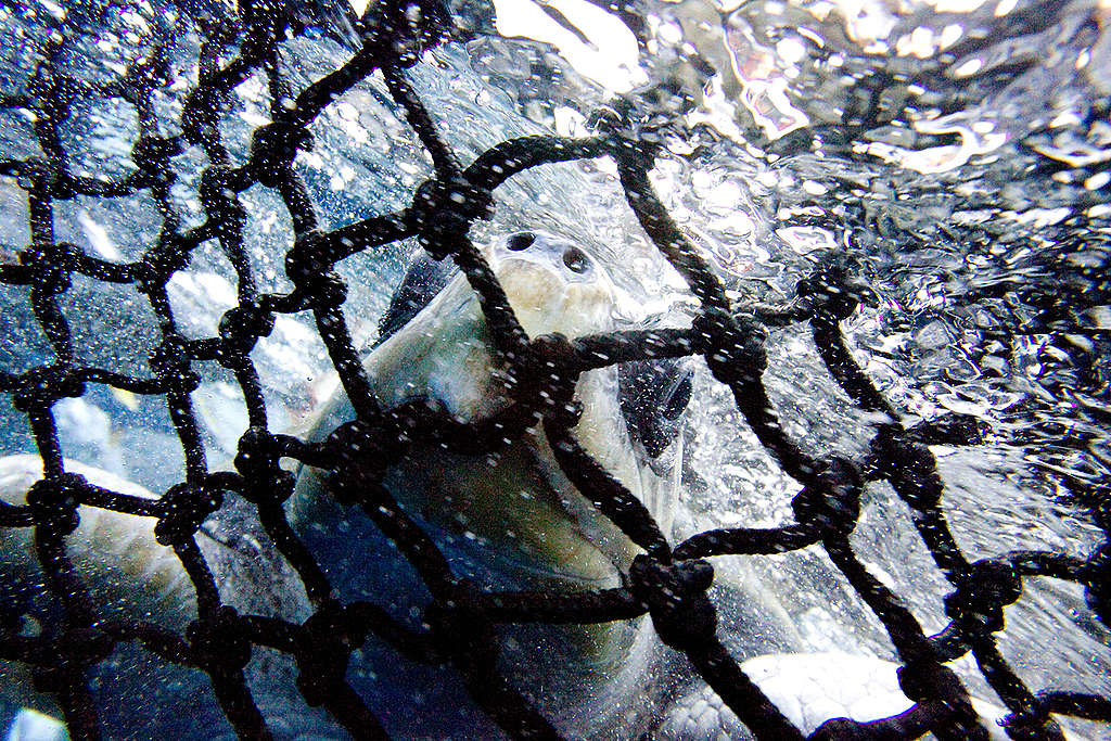 Turtle in East Pacific Ocean. © Alex Hofford / Greenpeace