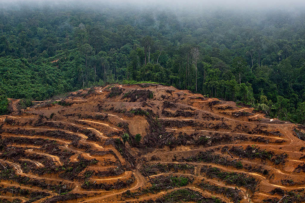 P & G Palm Oil Supplier Concession in Kalimantan. © Ulet  Ifansasti / Greenpeace