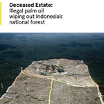 Deceased Estate: Illegal palm oil wiping out Indonesia’s national forest