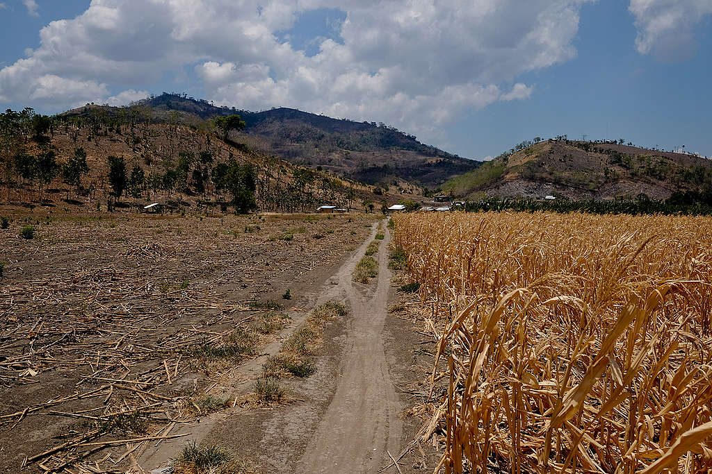 Dry Corn Fields in the Philippines Due to El Niño. © Veejay Villafranca / Greenpeace Dry Corn Fields in the Philippines Due to El Niño. © Veejay Villafranca / Greenpeace