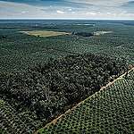 GAR (Golden Agri Resources) backs away from its commitment to No Deforestation