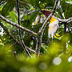 Bird of Paradise in West Papua. © Jurnasyanto Sukarno / Greenpeace