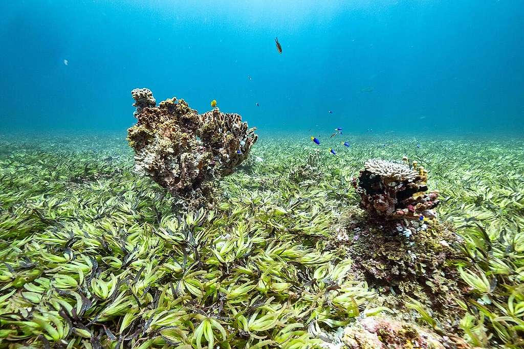 Sea Grass at Saya De Malha Bank in the Indian Ocean. © Tommy Trenchard / Greenpeace Sea Grass at Saya De Malha Bank in the Indian Ocean. © Tommy Trenchard / Greenpeace