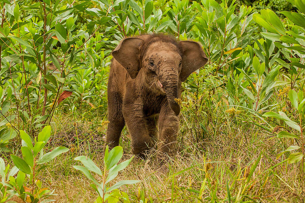 Tesso Nilo National Park in Sumatra. © Ardiles Rante / Greenpeace Tesso Nilo National Park in Sumatra. © Ardiles Rante / Greenpeace