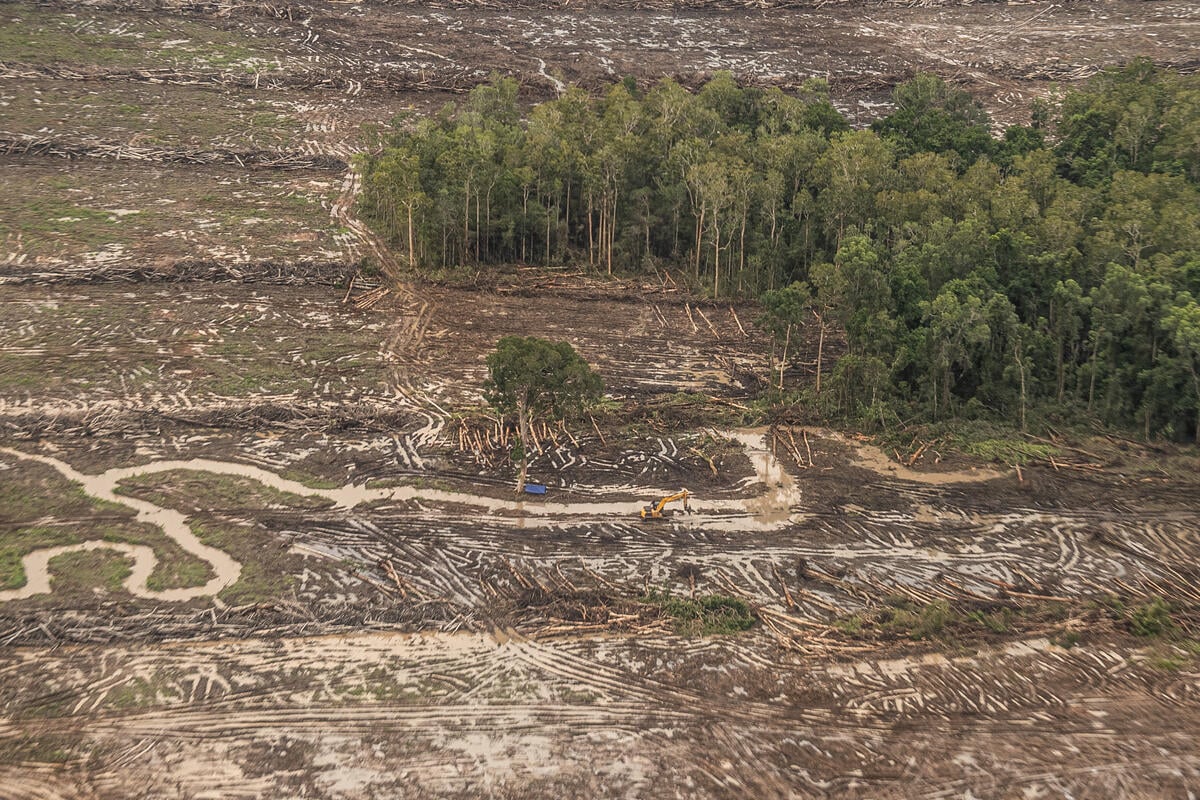PT Global Papua Abadi in Merauke, South Papua. © Jurnasyanto Sukarno / Greenpeace