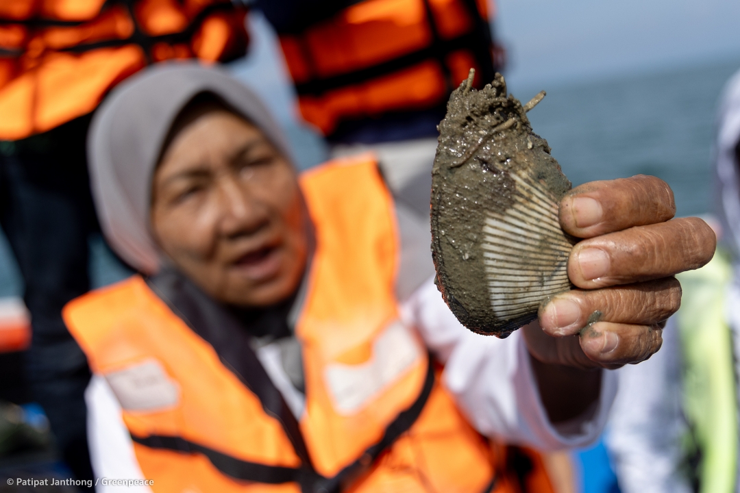 Ranong-Chumphon Communities and Civil Society Groups Reveal Benthic Fauna Biodiversity Survey Results, Declaring Pristine Seas Must Not Be Sacrificed for Land Bridge Project