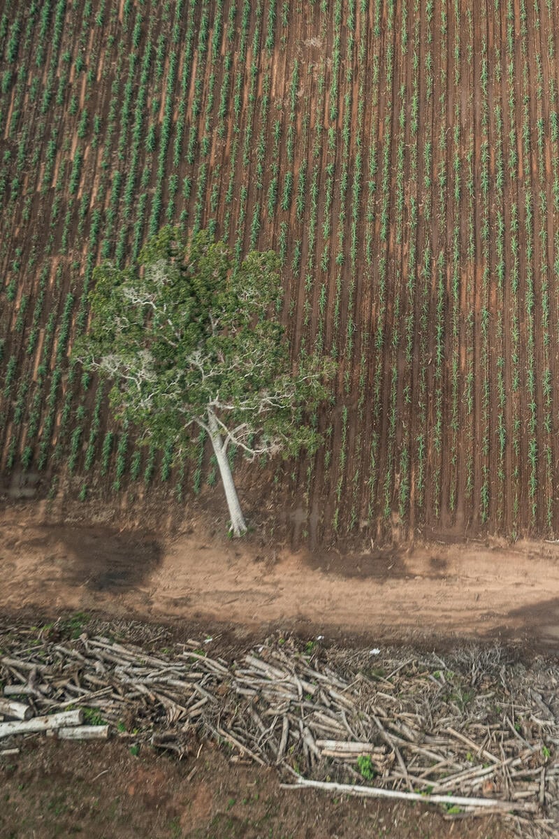 Greenpeace responds to the Special Envoys’ announcement on stopping forest clearing for rice fields 