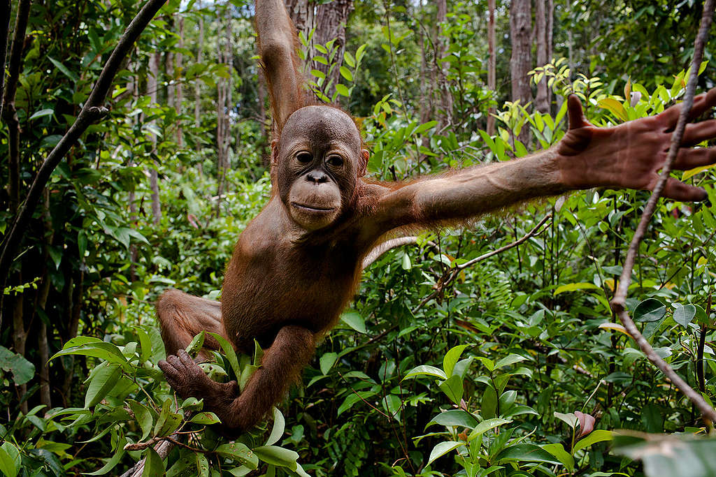 Orangutan in Central Kalimantan. © Ulet Ifansasti / Greenpeace Orangutan in Central Kalimantan. © Ulet Ifansasti / Greenpeace
