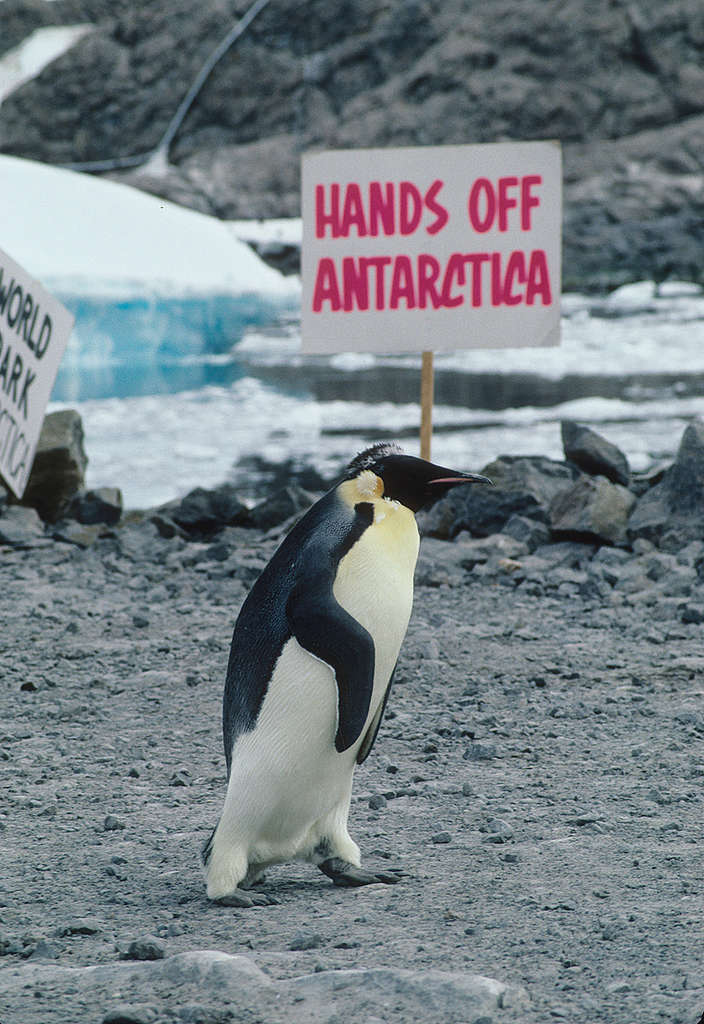 Emperor Penguin at Dumont D'Urville. © Greenpeace / Steve Morgan Emperor Penguin at Dumont D'Urville. © Greenpeace / Steve Morgan