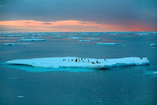 Emperor and Adélie penguins