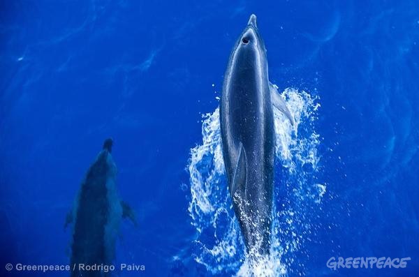 Dolphins in Brazil