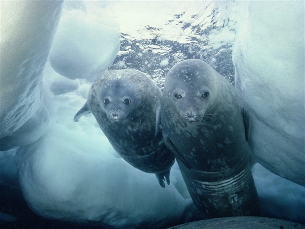 Diving Weddell seals