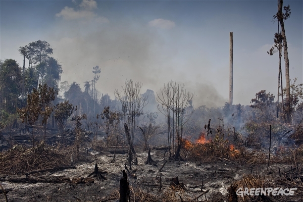 Bränder härjar skövlad regnskog i Indonesien