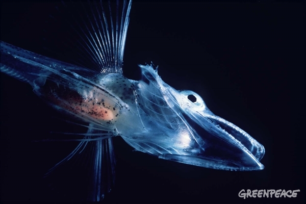 Isfisk Isfisk