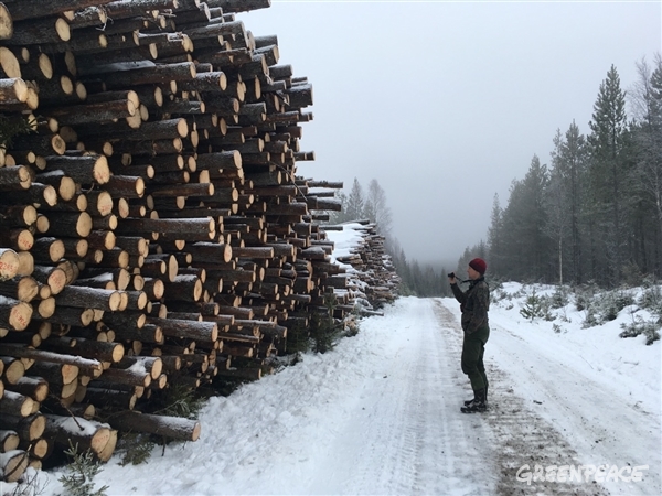 SCA har avverkat Fagerholmsloken